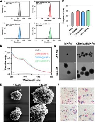 Dual targeting negative enrichment strategy for highly sensitive and purity detection of CTCs